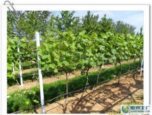 優質葡萄酒OEM加工-煙臺大型葡萄種植、釀造基地-浩源_食品、飲料_世界工廠網中國產品信息庫