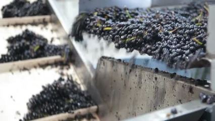 葡萄酒加工全流程解析