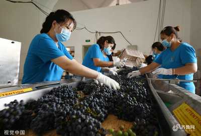 棗莊葡萄園豐收季 工人采摘忙，葡萄酒加工正當(dāng)時